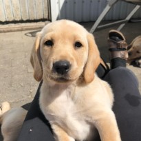 En nuttet hundehvalp